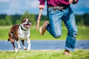 giải mã giấc mơ tại nohu90, mơ bị chó rượt